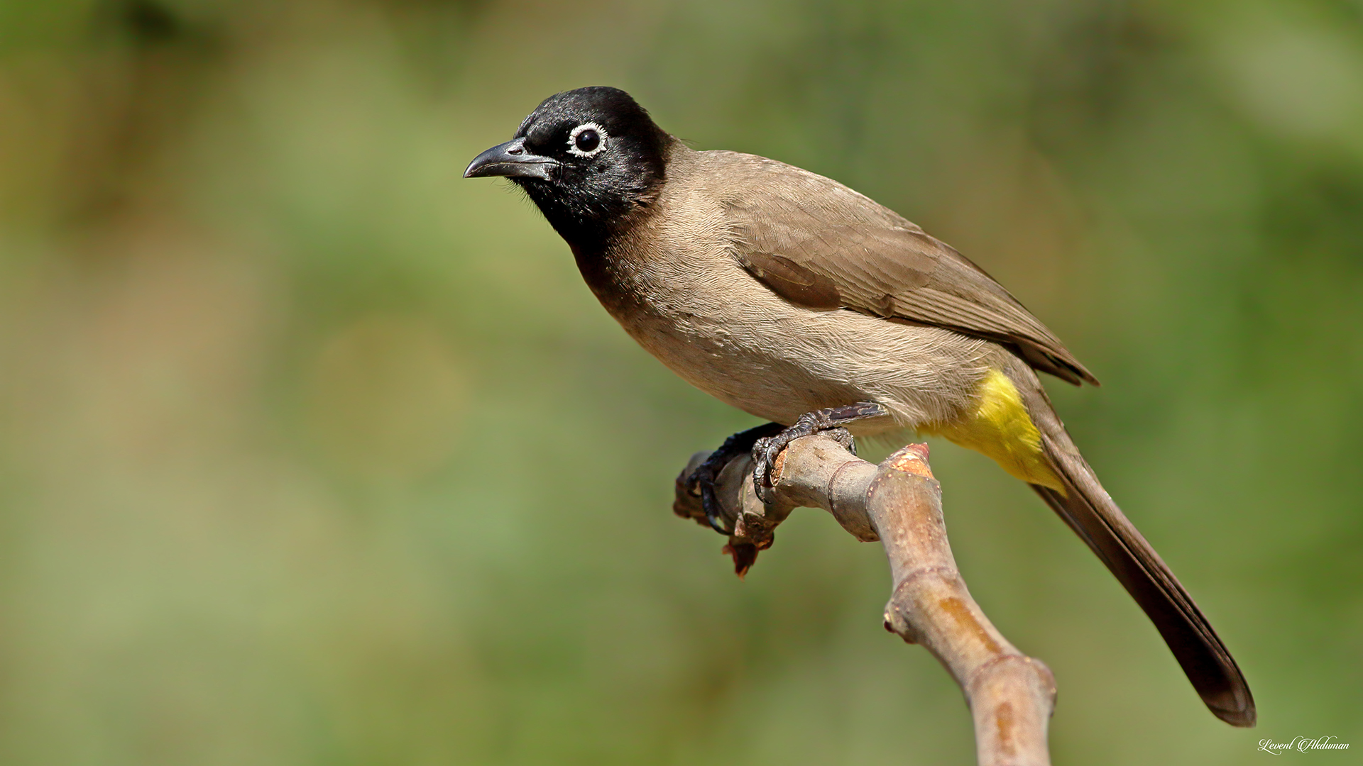White-spectacled Bulbul